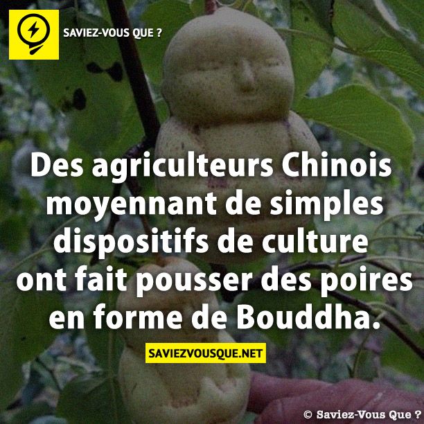 Des agriculteurs Chinois moyennant de simples dispositifs de culture ont fait pousser des poires en forme de Bouddha.