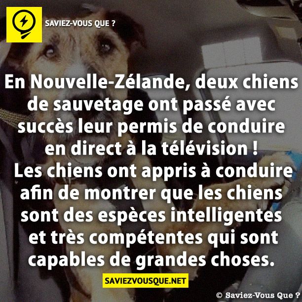 En Nouvelle-Zélande, deux chiens de sauvetage ont passé avec succès leur permis de conduire en direct à la télévision ! Les chiens ont appris à conduire afin de montrer que les chiens sont des espèces intelligentes et très compétentes qui sont capables de grandes choses.