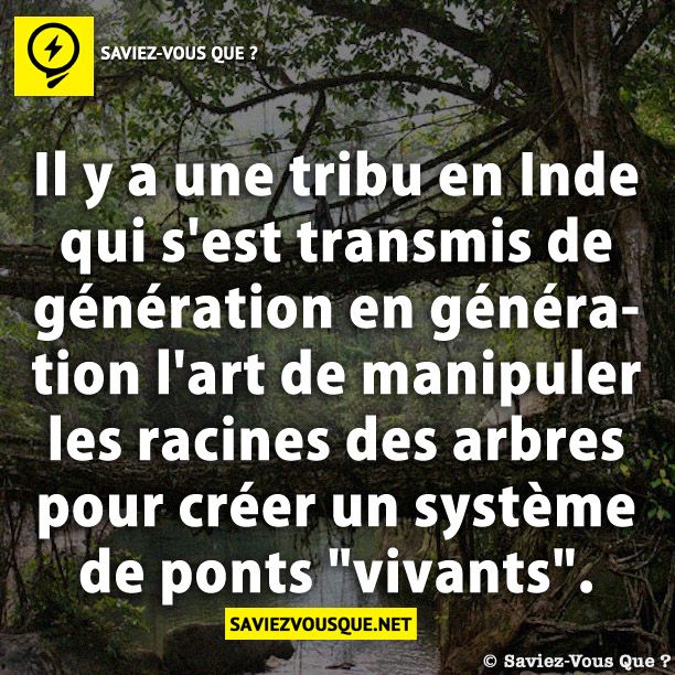 Il y a une tribu en Inde qui s&#039;est transmis de génération en génération l&#039;art de manipuler les racines des arbres pour créer un système de ponts &quot;vivants&quot;.
