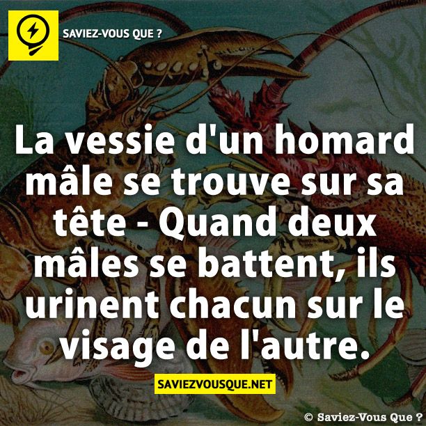 La vessie d&#039;un homard mâle se trouve sur sa tête - Quand deux mâles se battent, ils urinent chacun sur le visage de l&#039;autre.