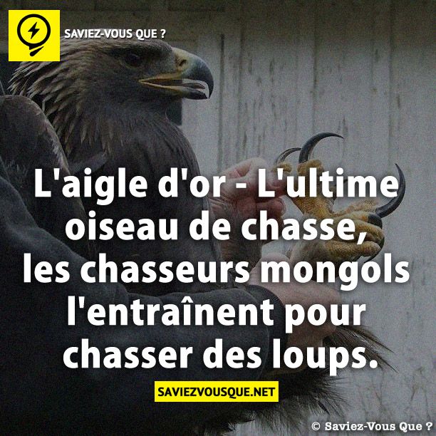 L&#039;aigle d&#039;or - L&#039;ultime oiseau de chasse, les chasseurs mongols l&#039;entraînent pour chasser des loups.