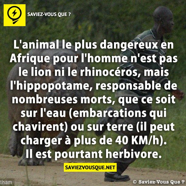 L&#039;animal le plus dangereux en Afrique pour l&#039;homme n&#039;est pas le lion ni le rhinocéros, mais l&#039;hippopotame, responsable de nombreuses morts, que ce soit sur l&#039;eau (embarcations qui chavirent) ou sur terre (il peut charger à plus de 40 KM/h). Il est pourtant herbivore.