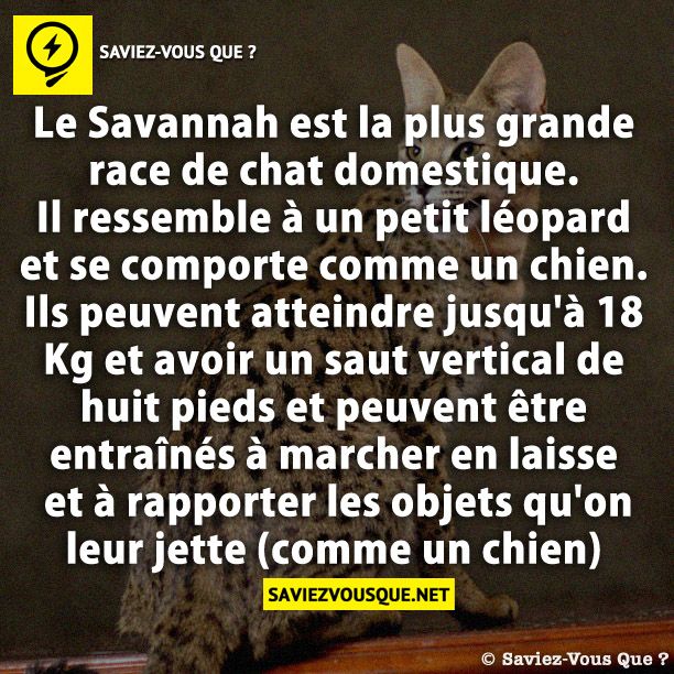 Le Savannah est la plus grande race de chat domestique. Il ressemble à un petit léopard et se comporte comme un chien. Ils peuvent atteindre jusqu&#039;à 18 Kg et avoir un saut vertical de huit pieds et peuvent être entraînés à marcher en laisse et à rapporter les objets qu&#039;on leur jette (comme un chien)