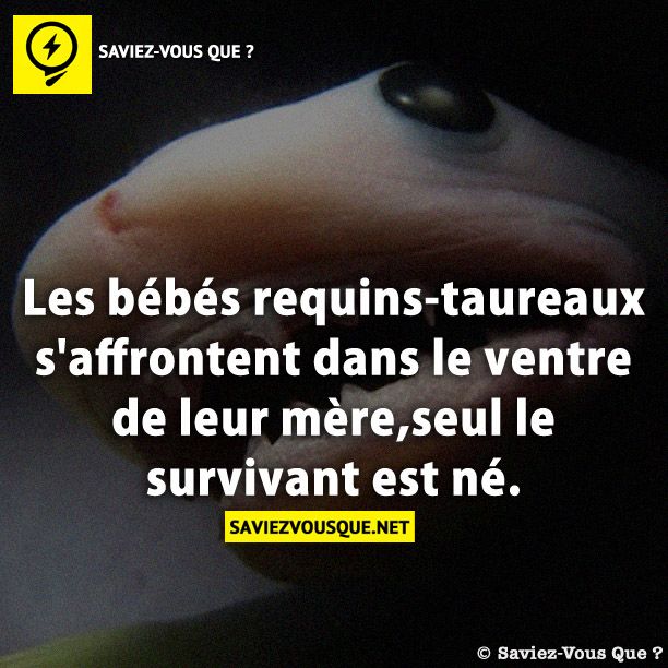 Les bébés requins-taureaux s&#039;affrontent dans le ventre de leur mère,seul le survivant est né.