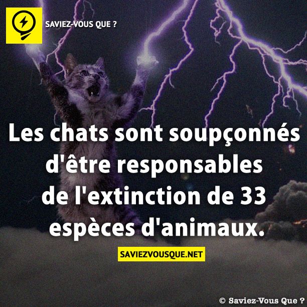 Les chats sont soupçonnés d&#039;être responsables de l&#039;extinction de 33 espèces d&#039;animaux.