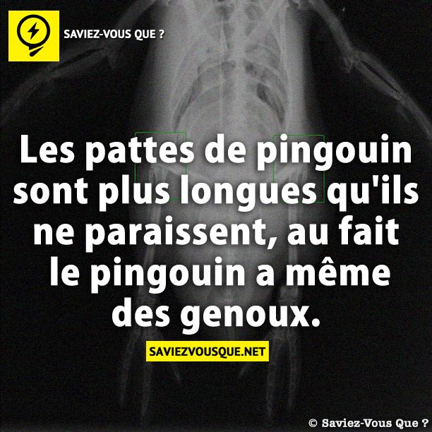 Les pattes de pingouin sont plus longues qu&#039;ils ne paraissent, au fait le pingouin a même des genoux.