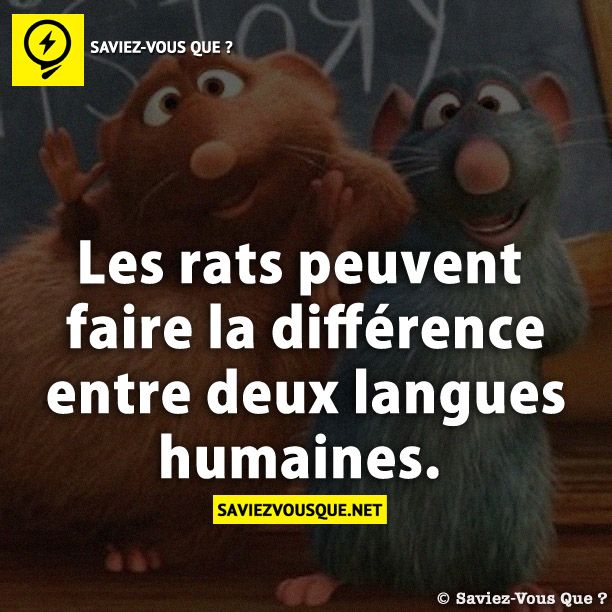 Les rats peuvent faire la différence entre deux langues humaines.
