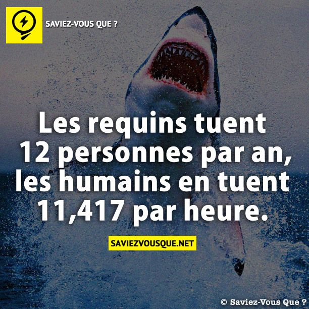 Les requins tuent 12 personnes par an - les humains en tuent 11,417 par heure.