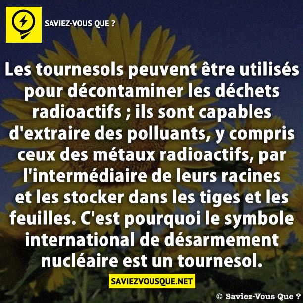 Les tournesols peuvent être utilisés pour décontaminer les déchets radioactifs ; ils sont capables d&#039;extraire des polluants, y compris ceux des métaux radioactifs, par l&#039;intermédiaire de leurs racines et les stocker dans les tiges et les feuilles. C&#039;est pourquoi le symbole international de désarmement nucléaire est un tournesol.