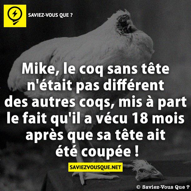 Mike, le coq sans tête n&#039;était pas différent des autres coqs, mis à part le fait qu&#039;il a vécu 18 mois après que sa tête ait été coupée !