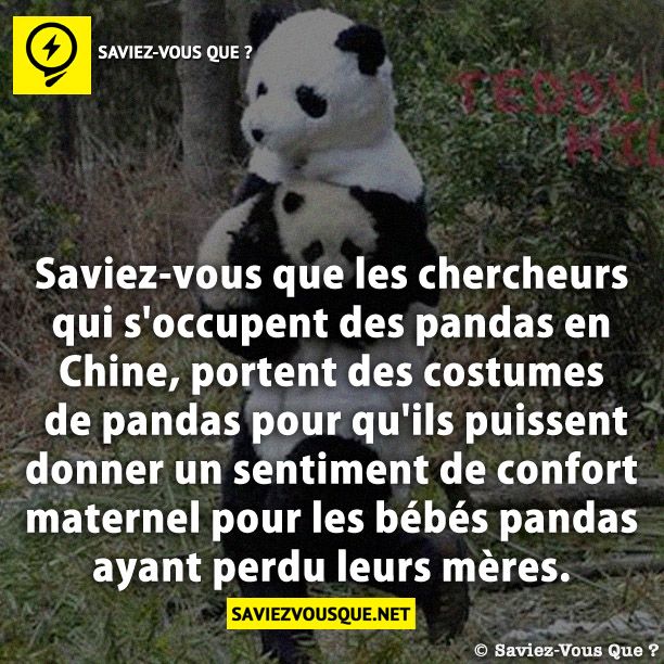 Saviez-vous que les chercheurs qui s&#039;occupent des pandas en Chine, portent des costumes de pandas pour qu&#039;ils puissent donner un sentiment de confort maternel pour les bébés pandas ayant perdu leurs mères?