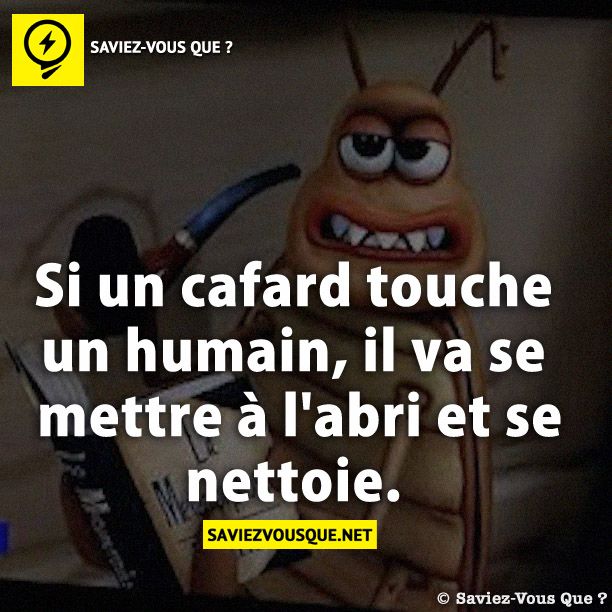 Si un cafard touche un humain, il va se mettre à l&#039;abri et se nettoie.