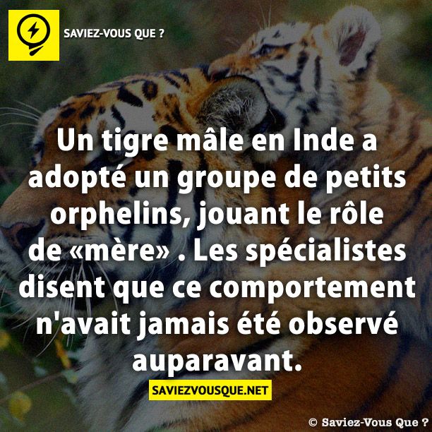 Un tigre mâle en Inde a adopté un groupe de petits orphelins, jouant le rôle de «mère» . Les spécialistes disent que ce comportement n'avait jamais été observé auparavant.
