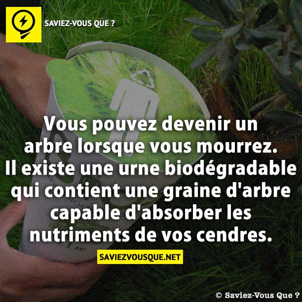 Vous pouvez devenir un arbre lorsque vous mourrez. Il existe une urne biodégradable qui contient une graine d&#039;arbre capable d&#039;absorber les nutriments de vos cendres.