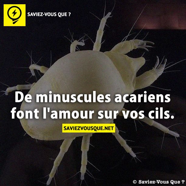 De minuscules acariens font l&#039;amour sur vos cils.