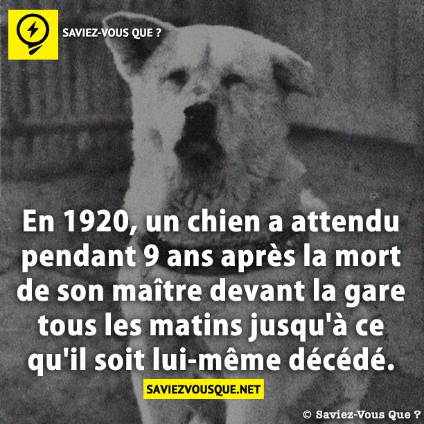En 1920, un chien a attendu pendant 9 ans après la mort de son maître devant la gare tous les matins jusqu&#039;à ce qu&#039;il soit lui-même décédé.