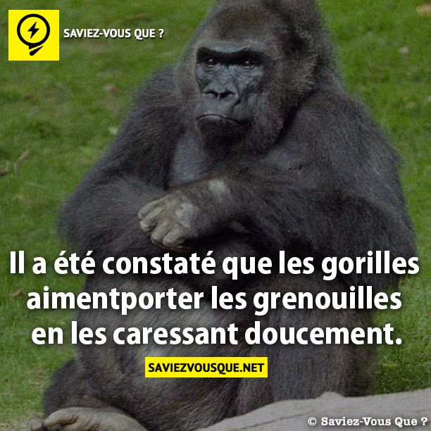 Il a été constaté que les gorilles aiment porter les grenouilles en les caressant doucement.