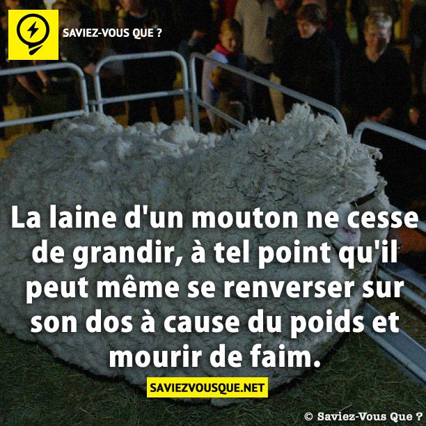 La laine d&#039;un mouton ne cesse de grandir, à tel point qu&#039;il peut même se renverser sur son dos à cause du poids et mourir de faim.