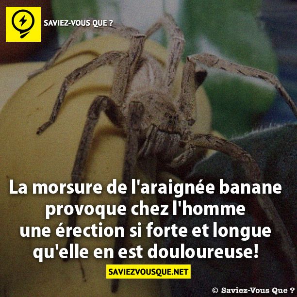 La morsure de l'araignée banane provoque  chez l'homme une érection si forte et longue  qu'elle en est douloureuse!