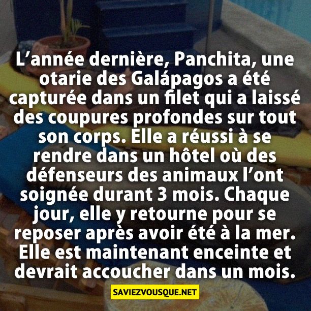 L’année dernière, Panchita, une otarie des Galápagos a été capturée dans un filet qui a laissé des coupures profondes sur tout son corps. Elle a réussi à se rendre dans un hôtel où des défenseurs des animaux l’ont soignée durant 3 mois. Chaque jour, elle y retourne pour se reposer après avoir été à la mer. Elle est maintenant enceinte et devrait accoucher dans un mois.