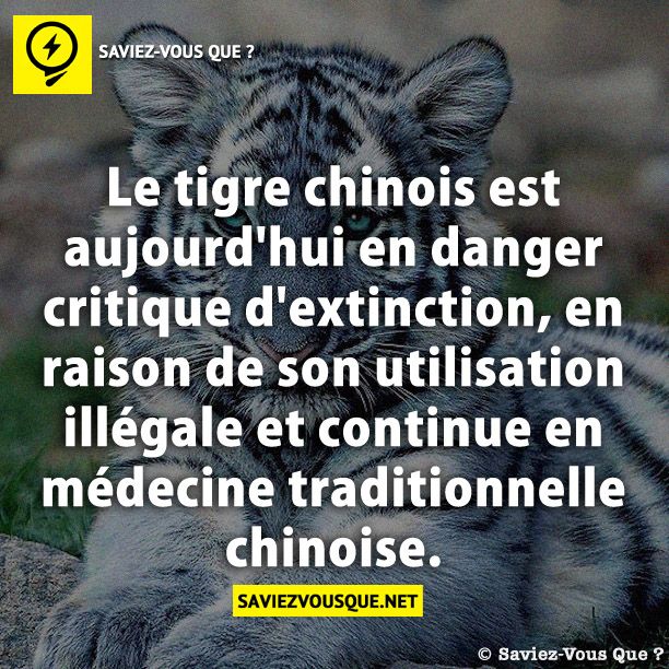 Le tigre chinois est aujourd&#039;hui en danger critique d&#039;extinction, en raison de son utilisation illégale et continue en médecine traditionnelle chinoise.