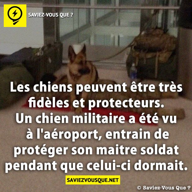 Les chiens peuvent être très fidèles et protecteurs. Un chien militaire a été vu à l&#039;aéroport, entrain de protéger son maitre soldat pendant que celui-ci dormait.
