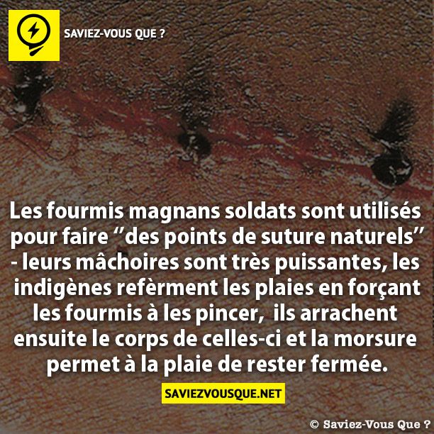 Les fourmis magnans soldats sont utilisés  pour faire ‘’des points de suture naturels’’ - leurs mâchoires sont très puissantes, les  indigènes refèrment les plaies en forçant  les fourmis à les pincer,  ils arrachent  ensuite le corps de celles-ci et la morsure  permet à la plaie de rester fermée.