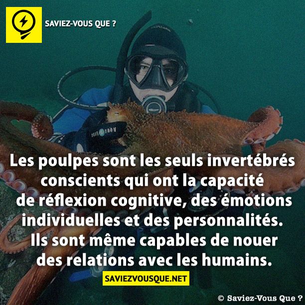 Les poulpes sont les seuls invertébrés conscients qui ont la capacité de réflexion cognitive, des émotions individuelles et des personnalités. Ils sont même capables de nouer des relations avec les humains.