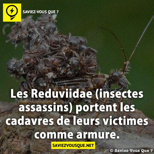 Les Reduviidae (insectes assassins) portent les cadavres de leurs victimes comme armure.