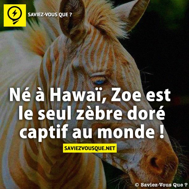 Né à Hawaï, Zoe est le seul zèbre doré captif au monde !