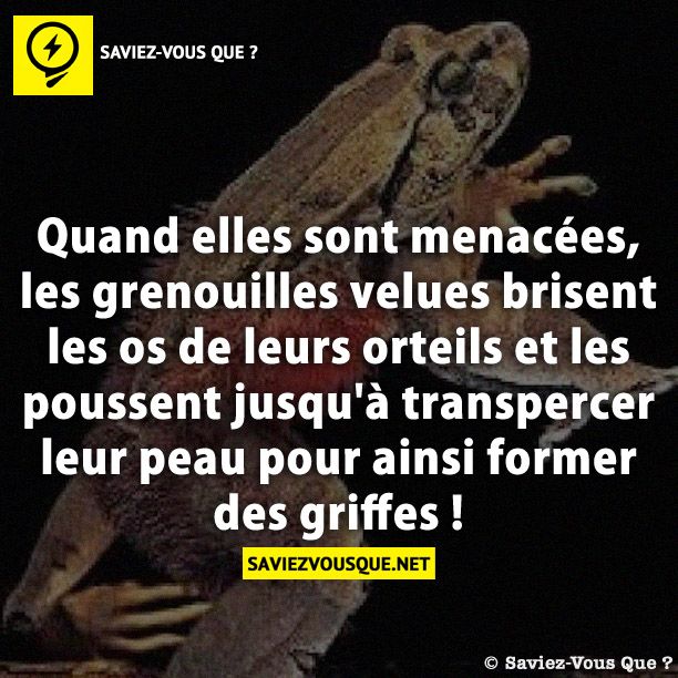 Quand elles sont menacées, les grenouilles velues brisent les os de leurs orteils et les poussent jusqu'à transpercer leur peau pour ainsi former des griffes !