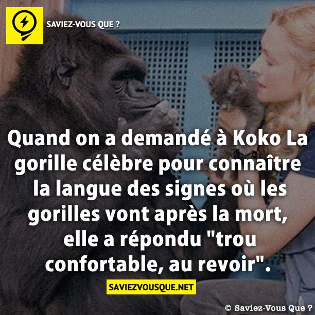 Quand on a demandé à Koko La gorille célèbre pour connaître la langue des signes où les gorilles vont après la mort, elle a répondu &quot;trou confortable, au revoir&quot;.