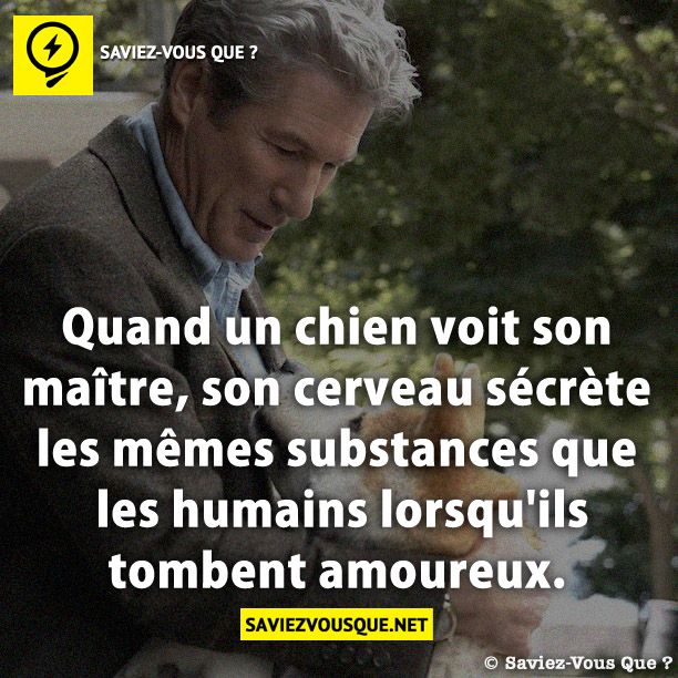 Quand un chien voit son maître, son cerveau sécrète les mêmes substances que les humains lorsqu&#039;ils tombent amoureux.