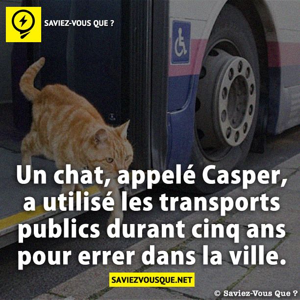 Un chat, appelé Casper, a utilisé les transports publics durant cinq ans pour errer dans la ville.