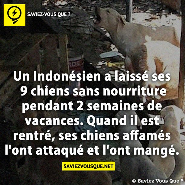 Un Indonésien a laissé ses 9 chiens sans nourriture pendant 2 semaines de vacances. Quand il est rentré, ses chiens affamés l&#039;ont attaqué et l&#039;ont mangé.