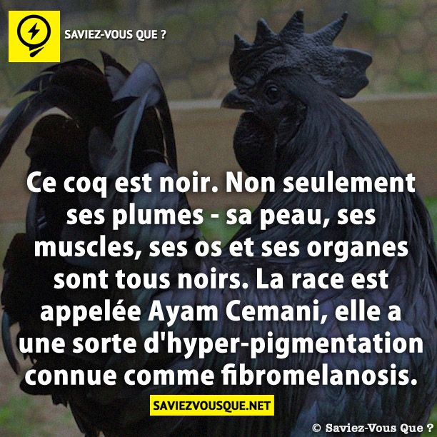 Ce coq est noir. Non seulement ses plumes - sa peau, ses muscles, ses os et ses organes sont tous noirs. La race est appelée Ayam Cemani, elle a une sorte d&#039;hyper-pigmentation connue comme fibromelanosis.