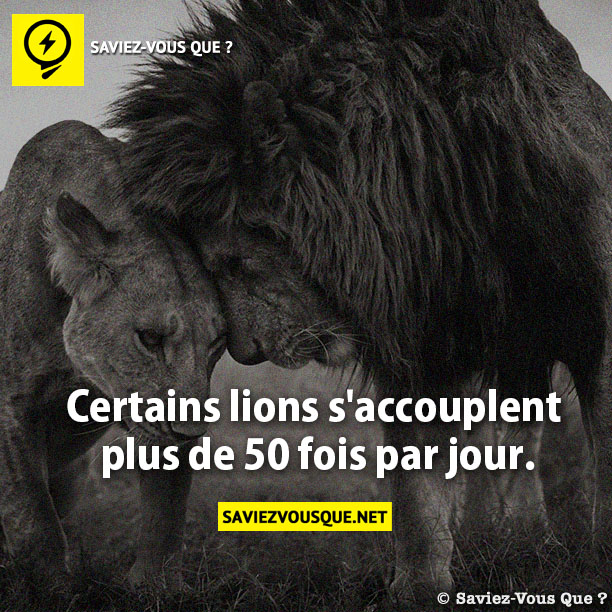 Certains lions s'accouplent  plus de 50 fois par jour.