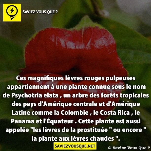 Ces magnifiques lèvres rouges pulpeuses appartiennent à une plante connue sous le nom de Psychotria elata , un arbre des forêts tropicales des pays d&#039;Amérique centrale et d&#039;Amérique Latine comme la Colombie , le Costa Rica , le Panama et l&#039;Équateur . Cette plante est aussi appelée &quot;les lèvres de la prostituée &quot; ou encore &quot;la plante aux lèvres chaudes &quot;.