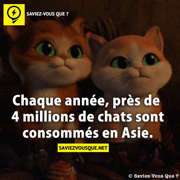 Chaque année, près de 4 millions de chats sont consommés en Asie.