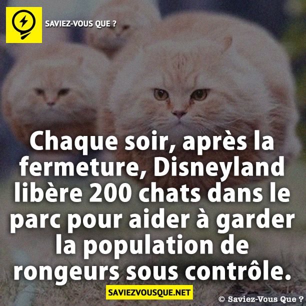 Chaque soir, après la fermeture, Disneyland libère 200 chats dans le parc pour aider à garder la population de rongeurs sous contrôle.
