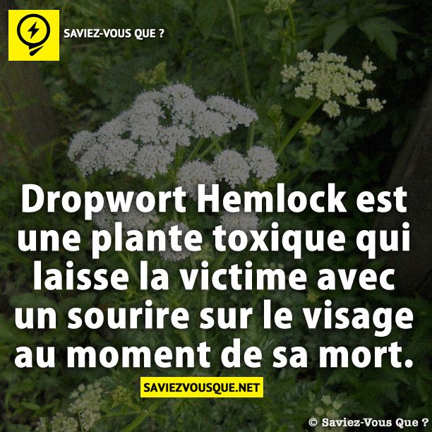 Dropwort Hemlock est une plante toxique qui laisse la victime avec un sourire sur le visage au moment de sa mort.
