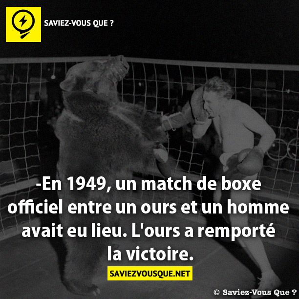 -En 1949, un match de boxe officiel  entre un ours et un homme avait eu lieu.  L'ours a remporté la victoire.