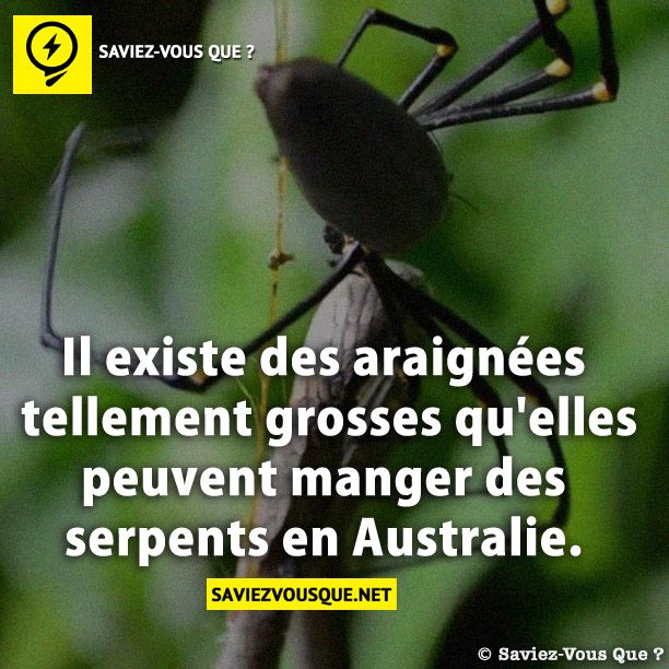 Il existe des araignées tellement grosses qu&#039;elles peuvent manger des serpents en Australie.