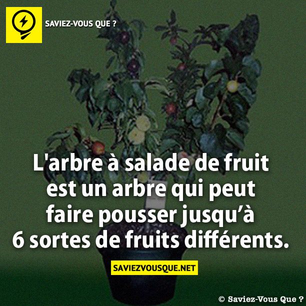 L&#039;arbre à salade de fruit  est un arbre qui peut faire pousser jusqu’à 6 sortes de fruits différents.