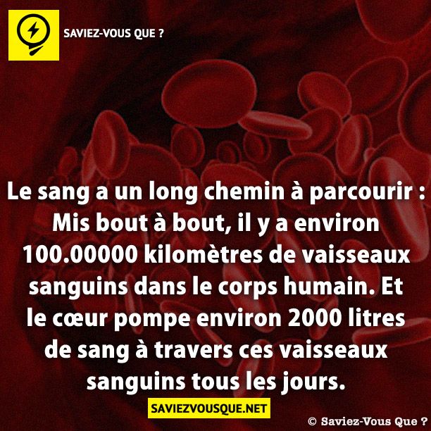Le sang a un long chemin à parcourir : Mis bout à bout, il y a environ 100.00000 kilomètres de vaisseaux sanguins dans le corps humain. Et le cœur pompe environ 2000 litres de sang à travers ces vaisseaux sanguins tous les jours.