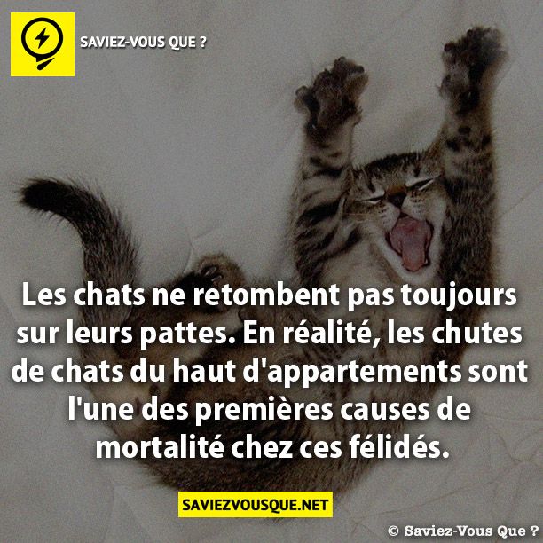 Les chats ne retombent pas toujours sur leurs  pattes. En réalité, les chutes de chats du haut  d&#039;appartements sont l&#039;une des premières  causes de mortalité chez ces félidés.