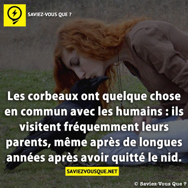 Les corbeaux ont quelque chose en commun avec les humains : ils visitent fréquemment leurs parents, même après de longues années après avoir quitté le nid.