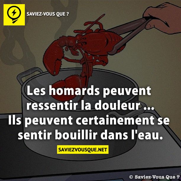 Les homards peuvent ressentir la douleur ... Ils peuvent certainement se sentir bouillir dans l&#039;eau.