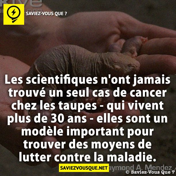 Les scientifiques n'ont jamais trouvé un seul cas de cancer chez les taupes - qui vivent plus de 30 ans - elles sont un modèle important pour trouver des moyens de lutter contre la maladie.