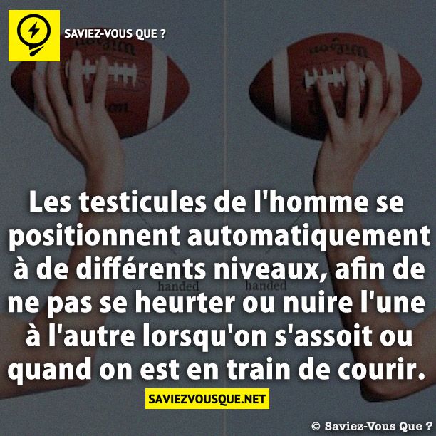 Les testicules de l&#039;homme se positionnent automatiquement à de différents niveaux, afin de ne pas se heurter ou nuire l&#039;une à l&#039;autre lorsqu&#039;on s&#039;assoit ou quand on est en train de courir.